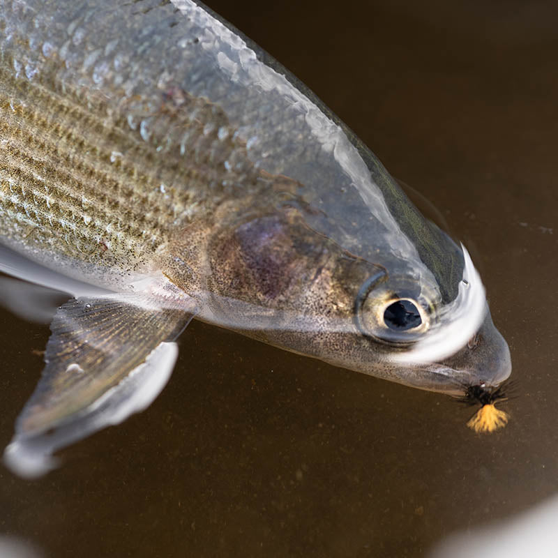 Lavezzinifly - Dry Fly Kit