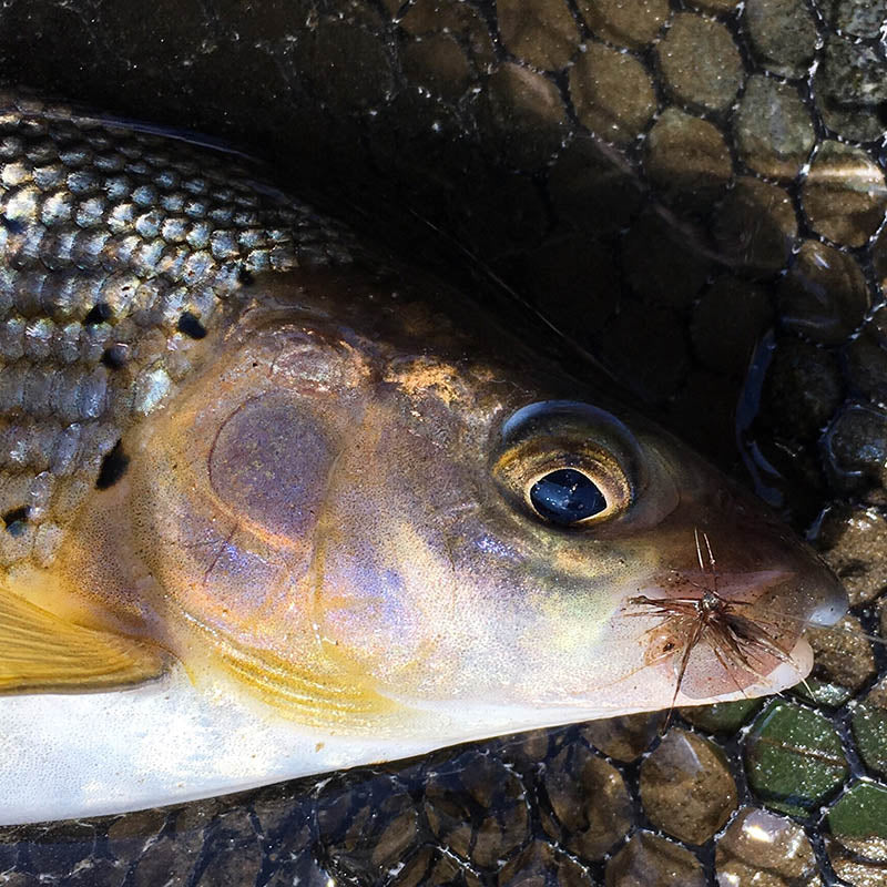Lavezzinifly - Dry - March Brown