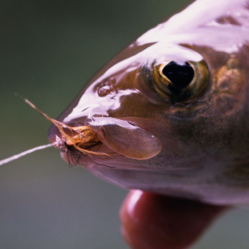 Lavezzinifly - Dry Fly Kit