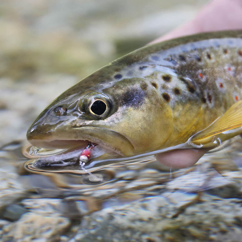 Lavezzinifly - Nymph - Brown Spot Red