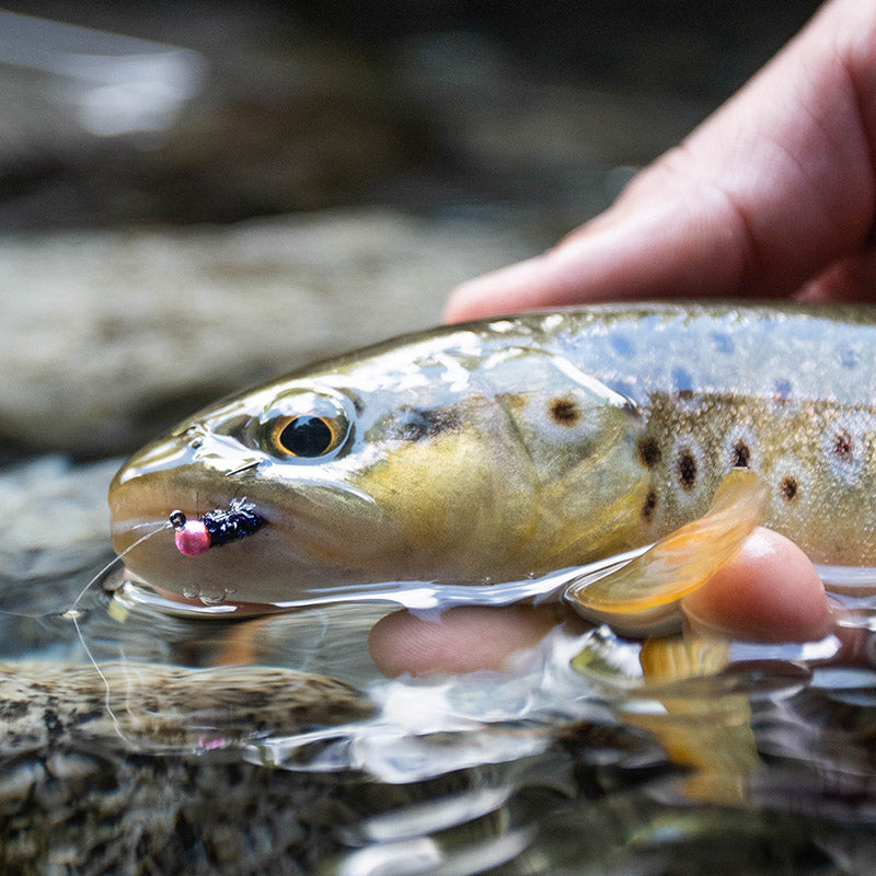 Lavezzinifly - Nymph - Jig Black UV