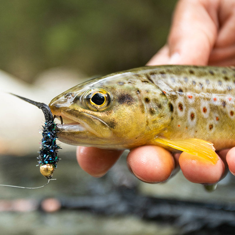 Lavezzinifly - Streamer - Black Gold