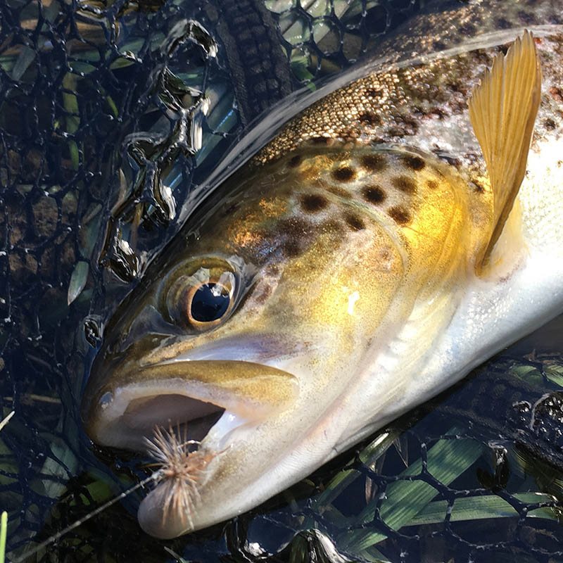Lavezzinifly - Dry - March Brown