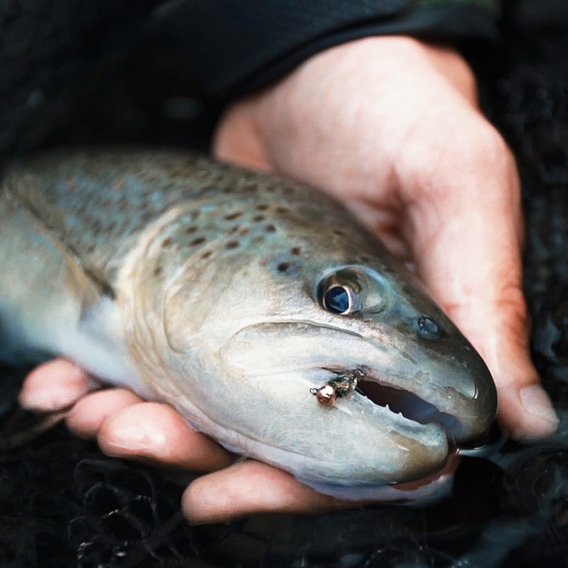 Lavezzinifly - Nymph - Jig Caddis