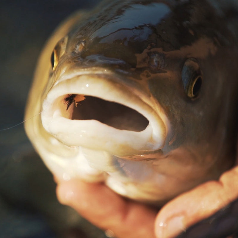 Lavezzinifly - Dry Fly Kit