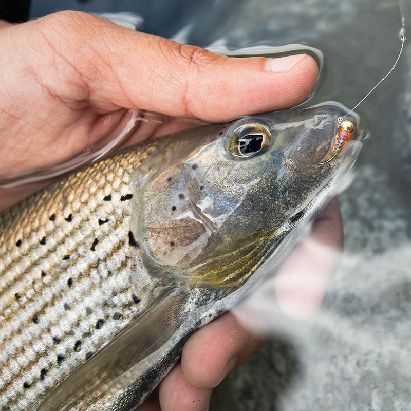 Lavezzinifly - Nymph - M.N. Special Grayling