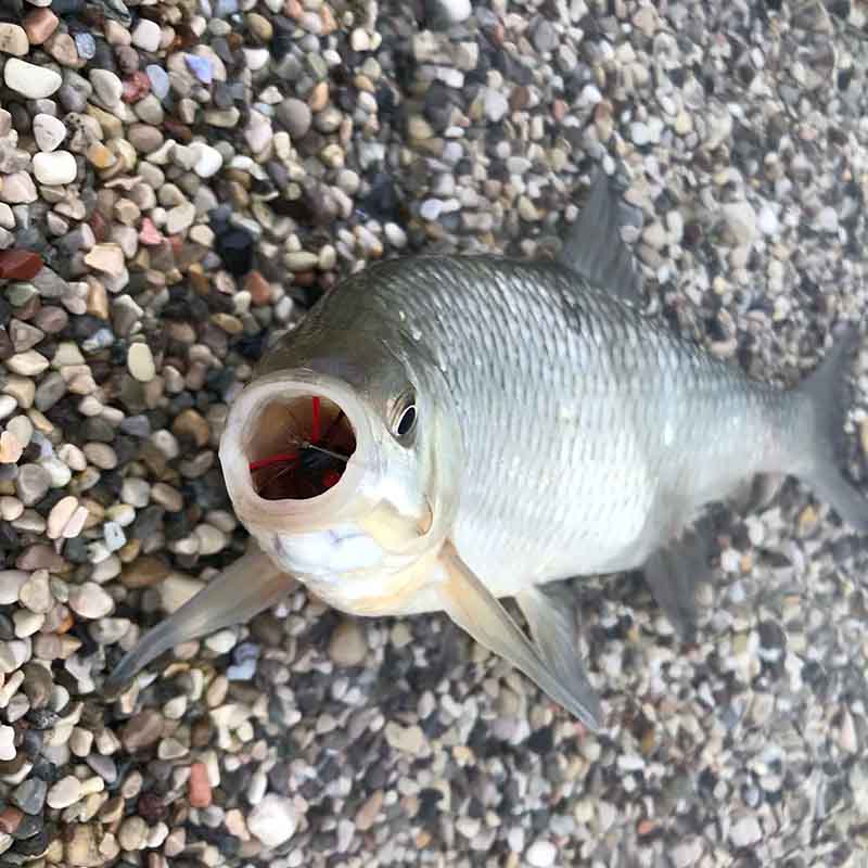Lavezzinifly - Dry Fly Kit