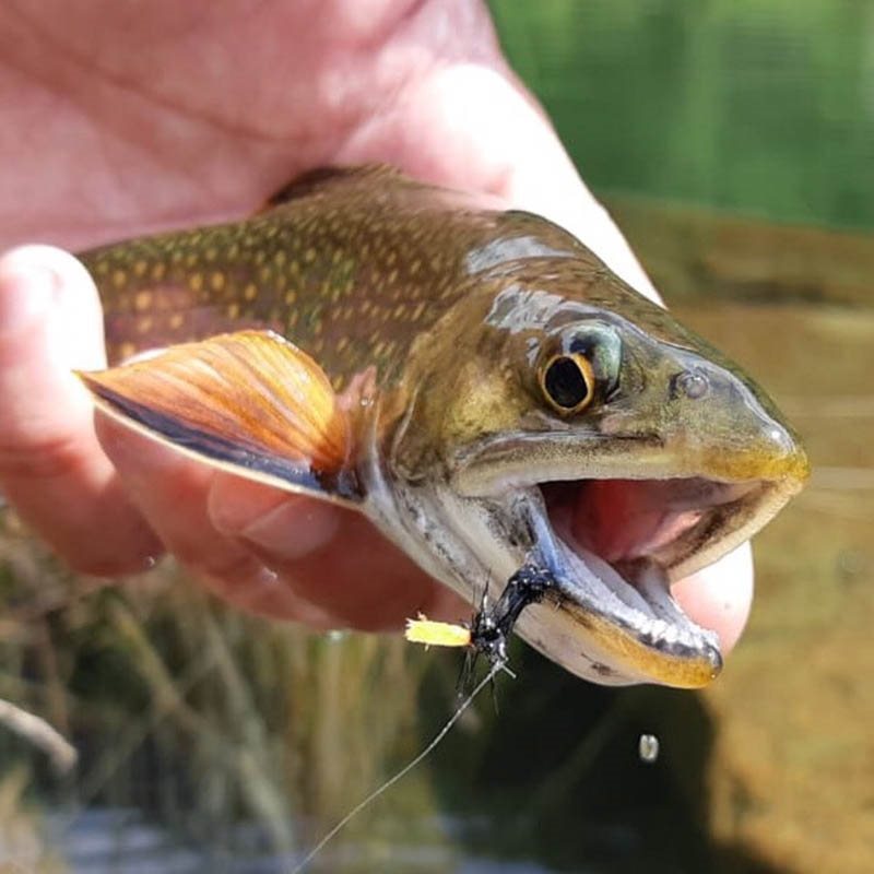 Lavezzinifly - Dry Fly Kit