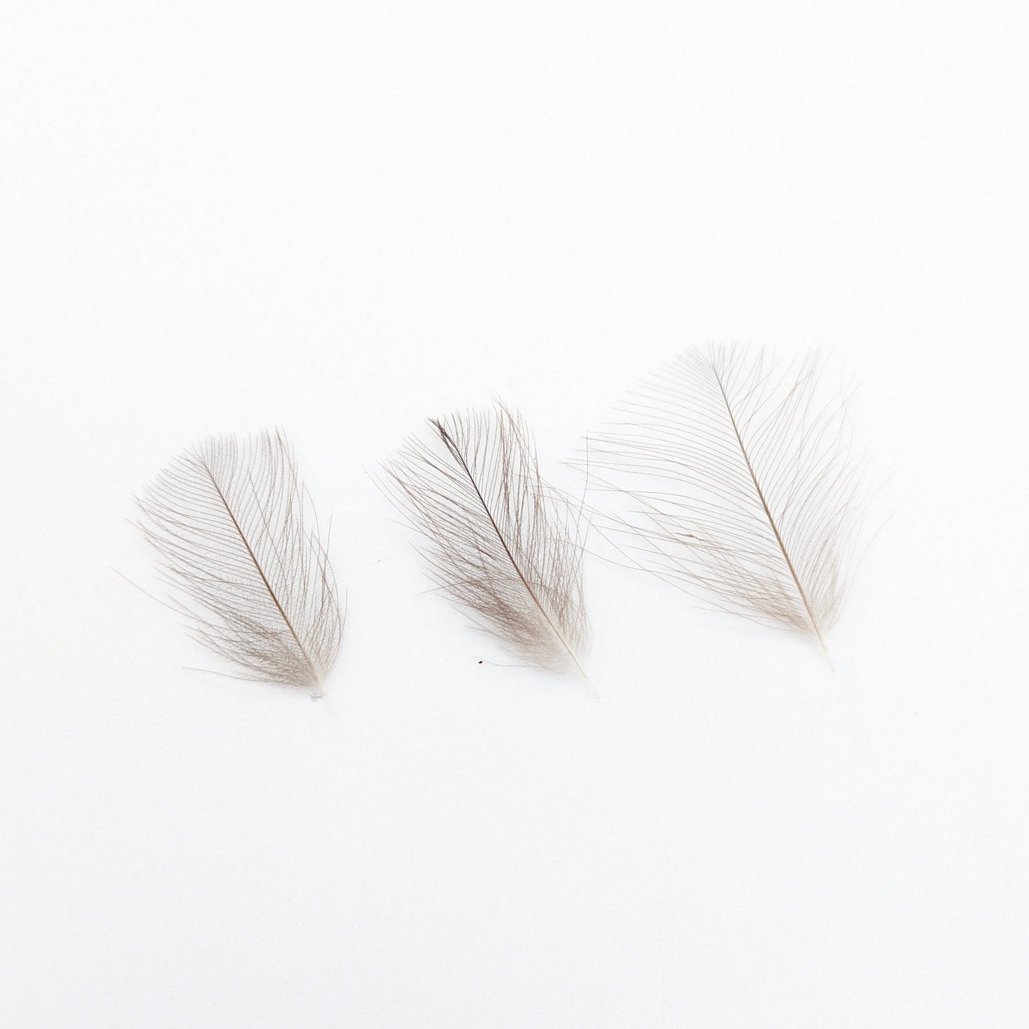 Tommi-Fly Wild Duck Cul de Canard CDC